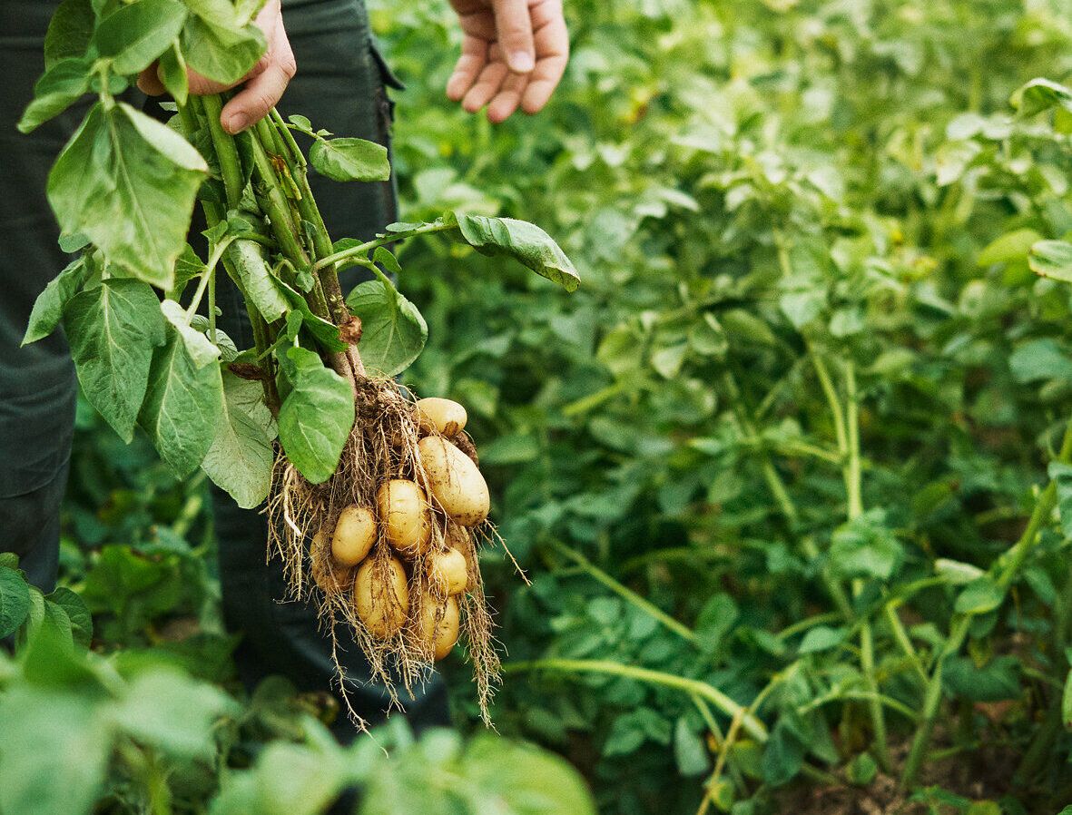 Inmitten der saftig grünen Felder werden frisch geerntete Erdäpfel mit großer Sorgfalt in den Händen gehalten. Die goldenen Knollen strahlen in der warmen Sonne und versprechen köstliche Genüsse aus der Region. Ein Erlebnis, das die Verbundenheit zur Natur und zur heimischen Landwirtschaft spürbar macht.