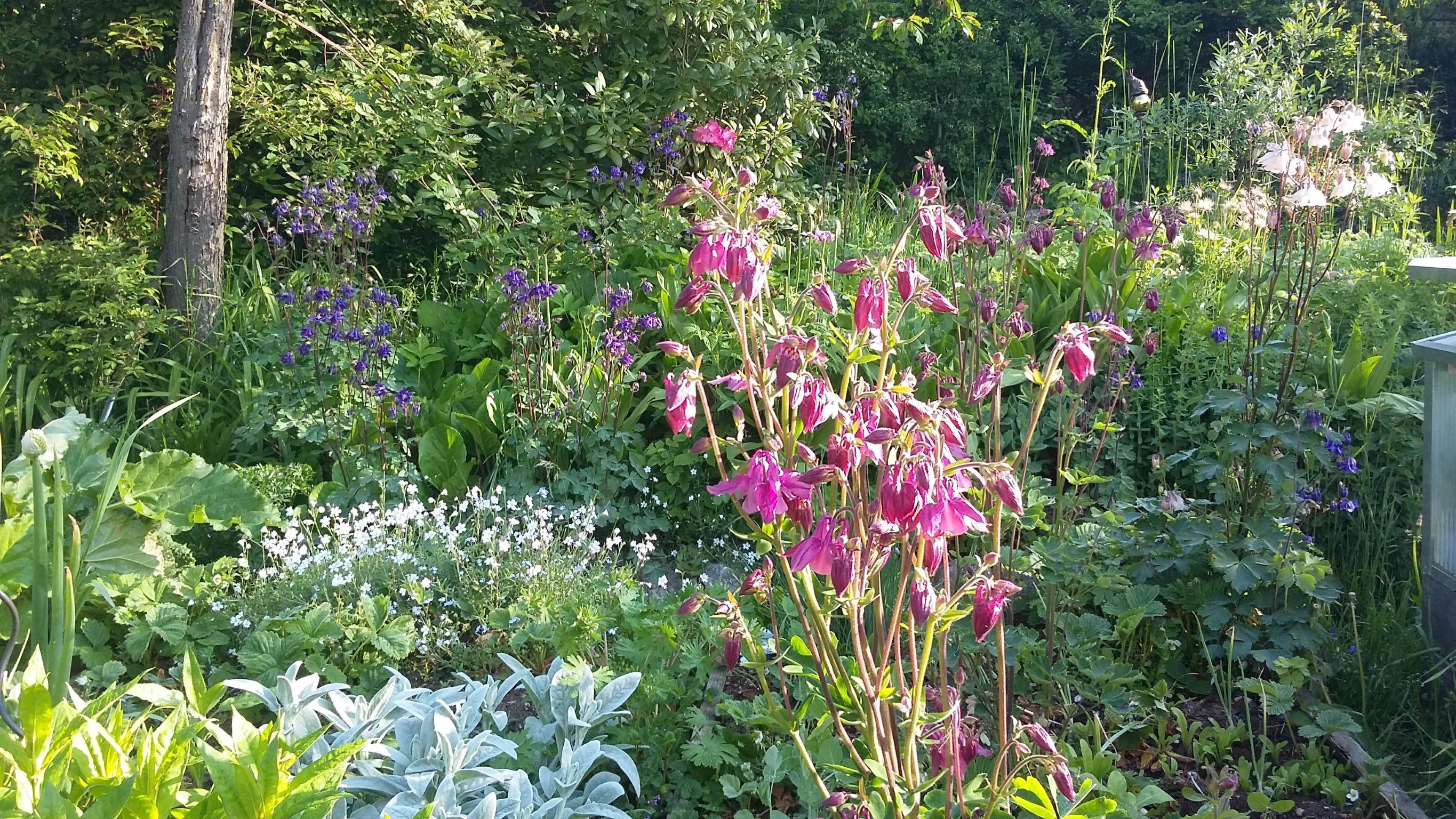 Ein blühender Garten mit verschiedenen bunten Blumen und grünen Pflanzen.