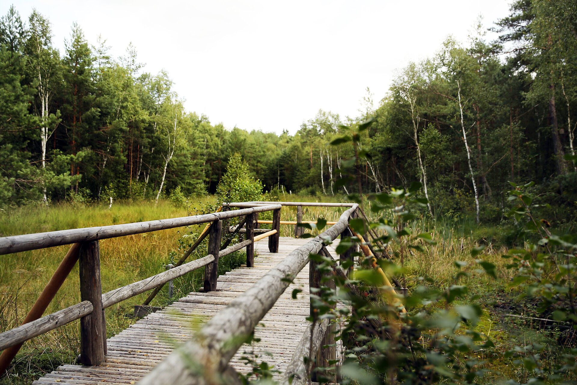 Ein malerischer Holzsteg schlängelt sich durch die üppige, grüne Landschaft und lädt zu einem entspannenden Spaziergang ein. Umgeben von sanften Hügeln und dem beruhigenden Rascheln der Blätter, bietet dieser Ort eine perfekte Gelegenheit, die Schönheit der Natur zu genießen.