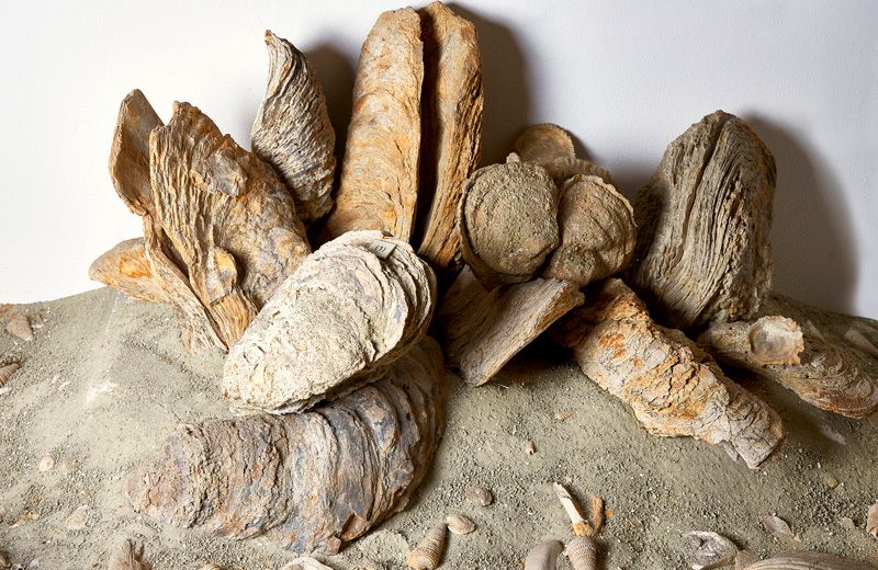Gruppe  von Muscheln auf Sand