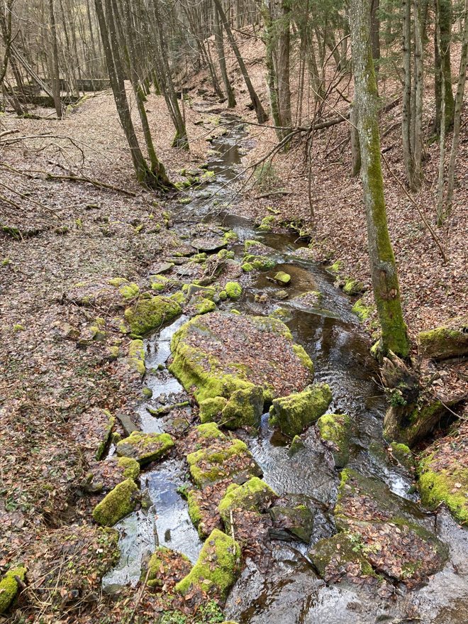 Ein kleiner Bach fließt durch einen Wald mit moosbedeckten Steinen und kahlen Bäumen.