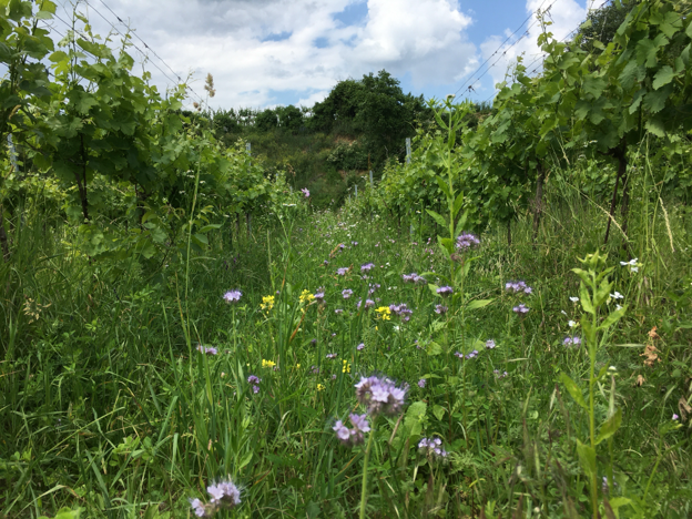 Ein Weinberg mit blühenden Wildblumen zwischen den Reben unter einem bewölkten Himmel.