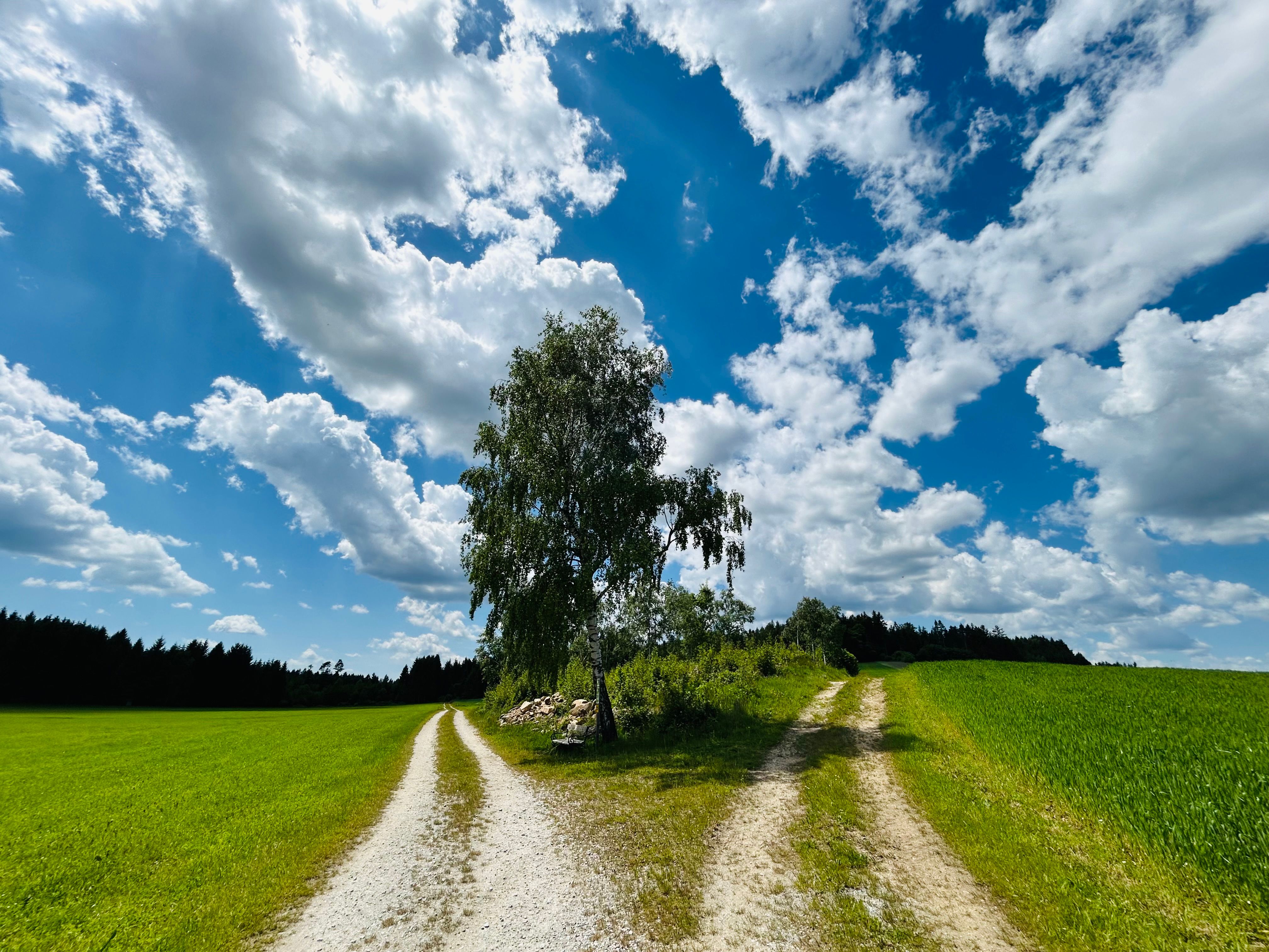Eine Weggabelung am Bernhardiweg mit einem Baum in der Mitte