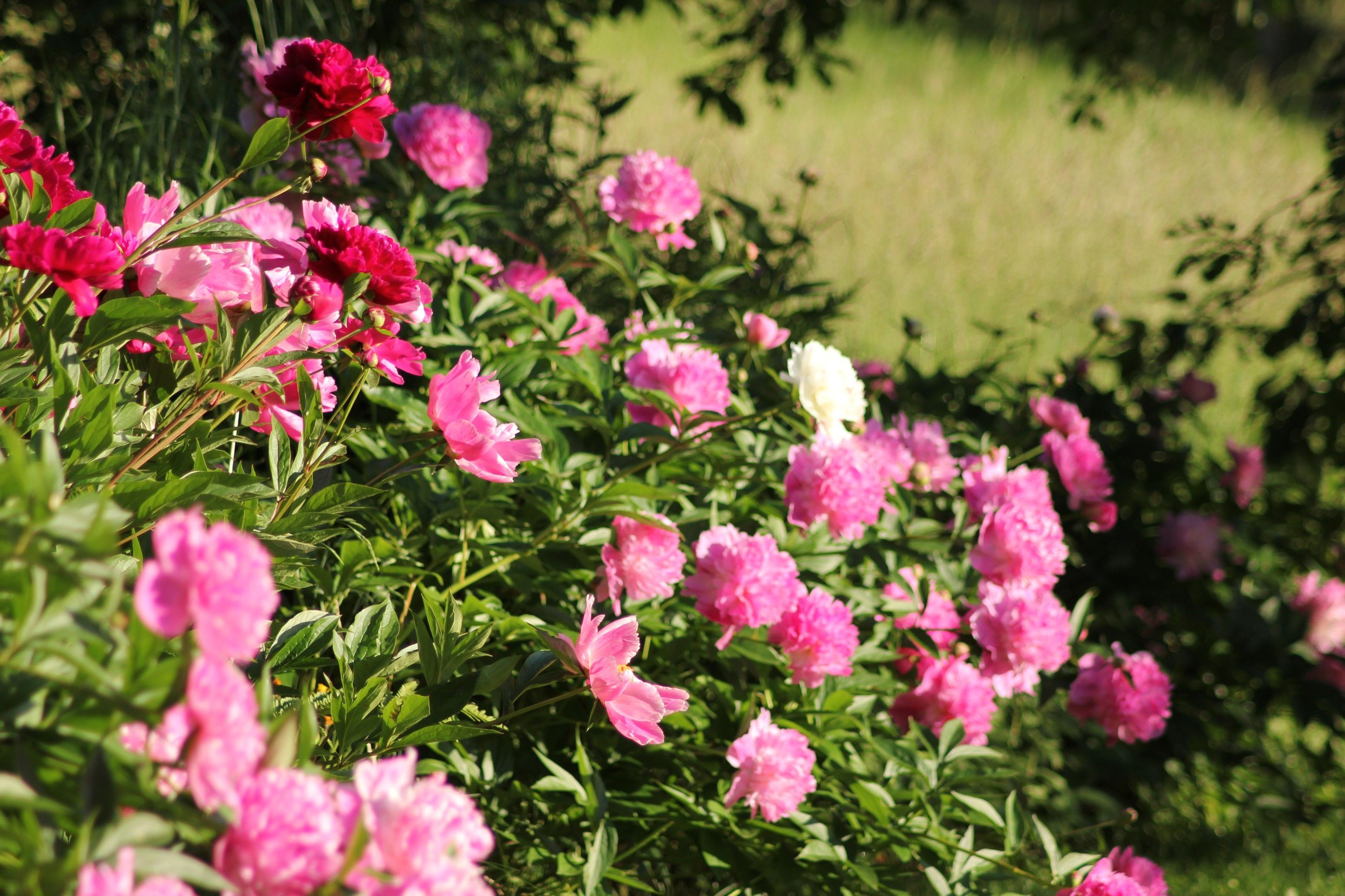Blühende Pfingstrosen im Garten