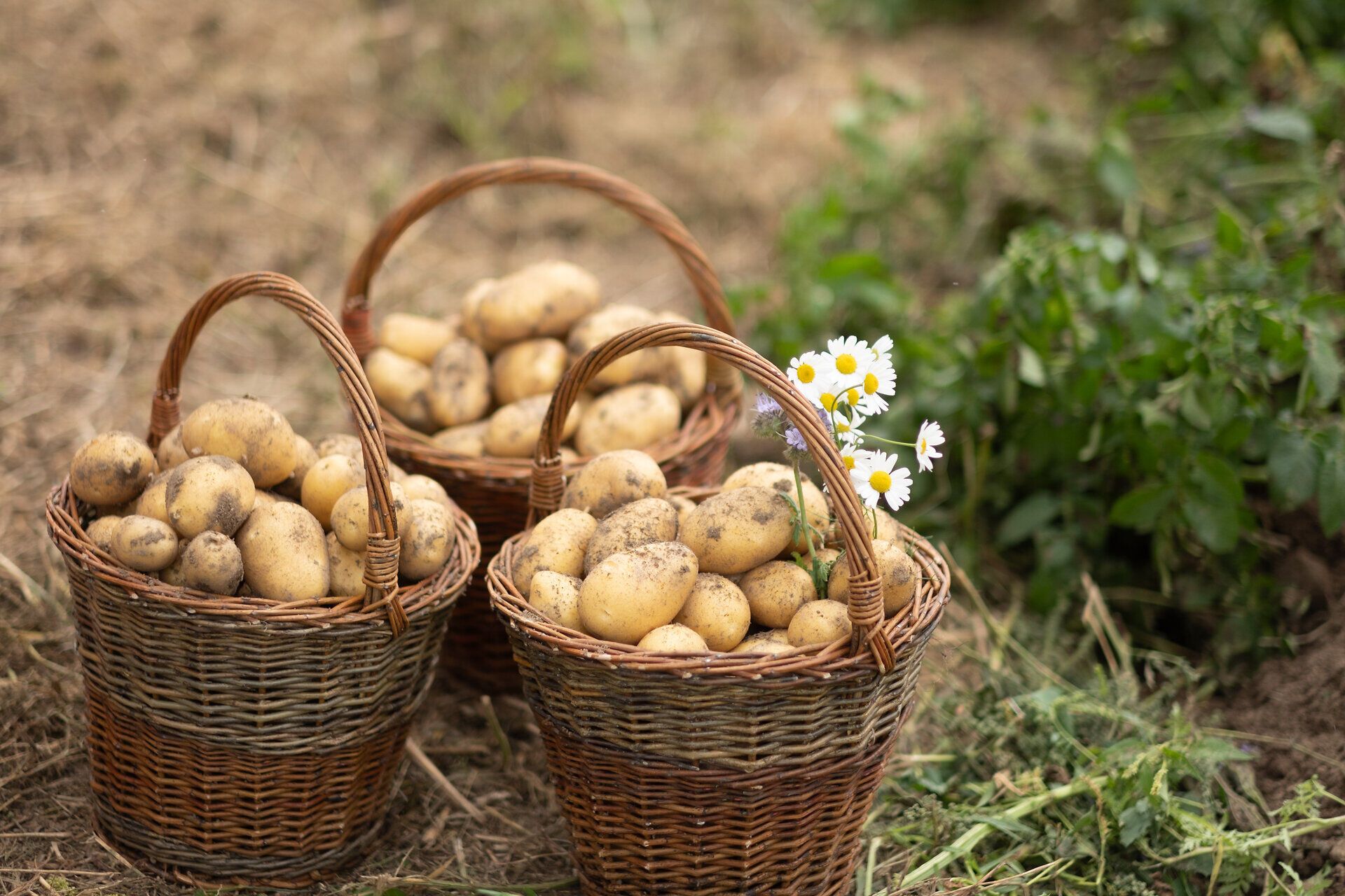 Erdäpfelkörbe