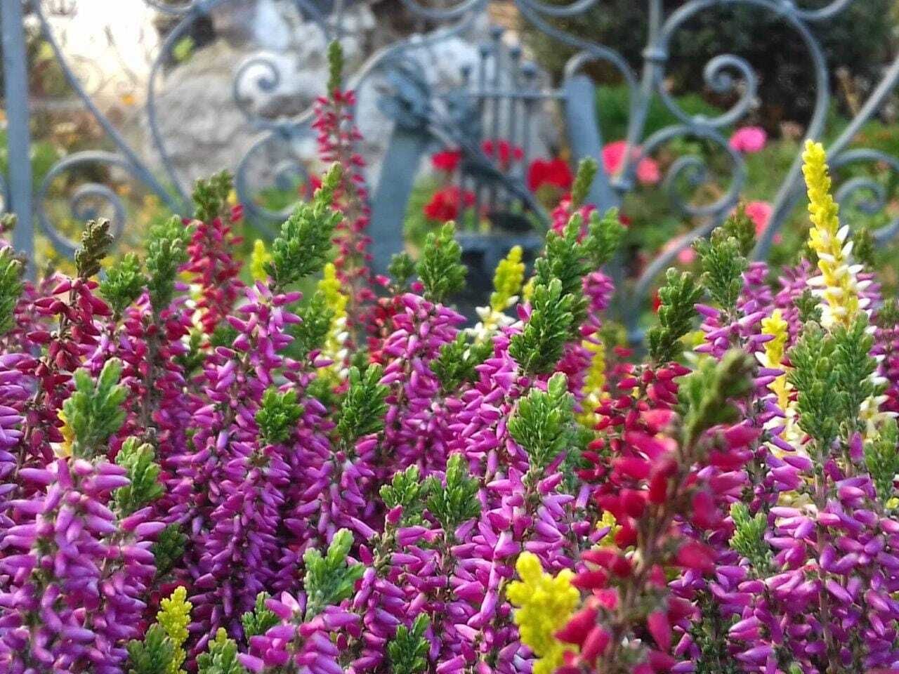 Herbst Blumenmarkt in Rastenfeld