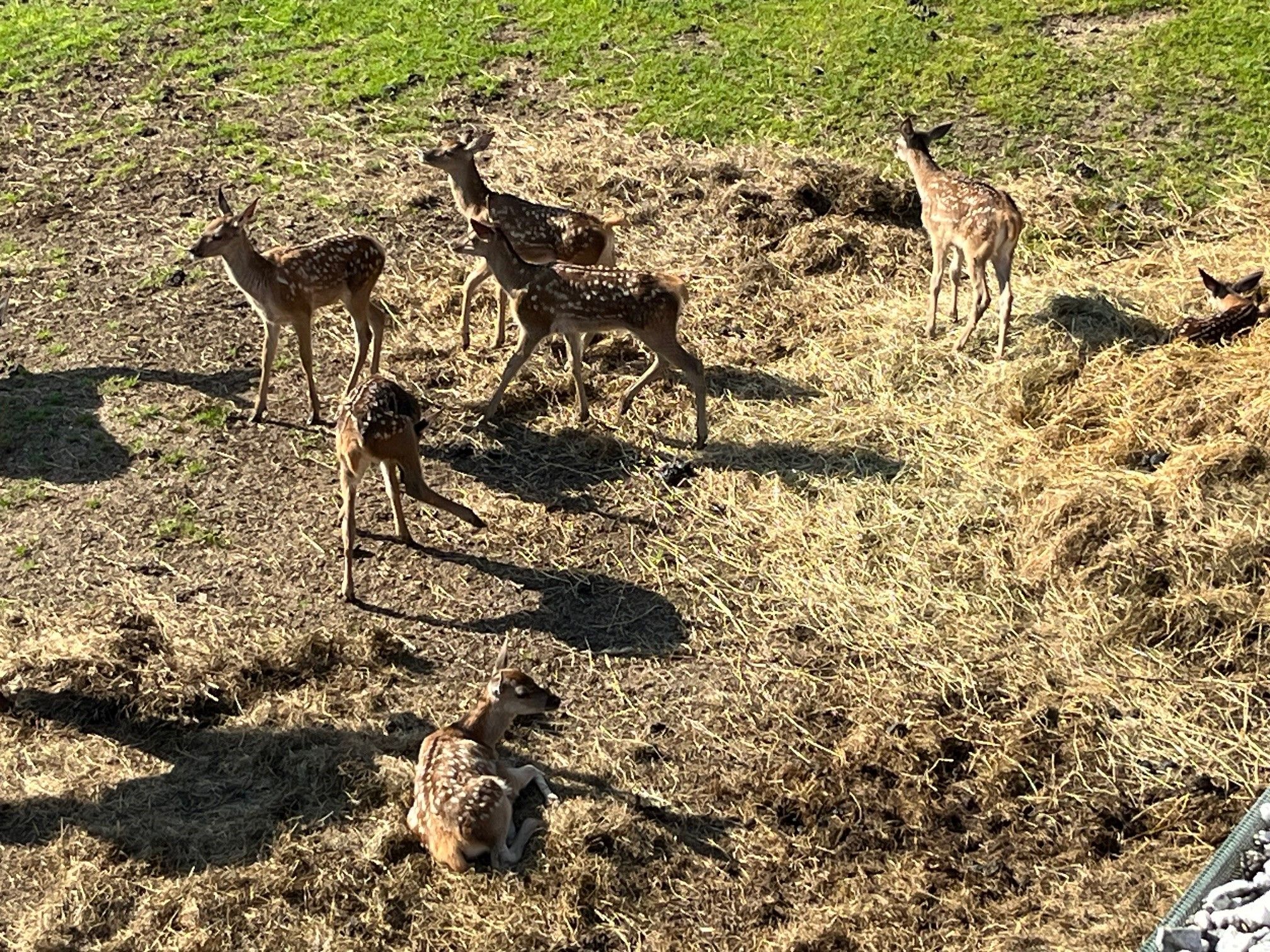 Eine Gruppe von jungen Hirschen steht und liegt auf einem Feld mit Heu und Gras.