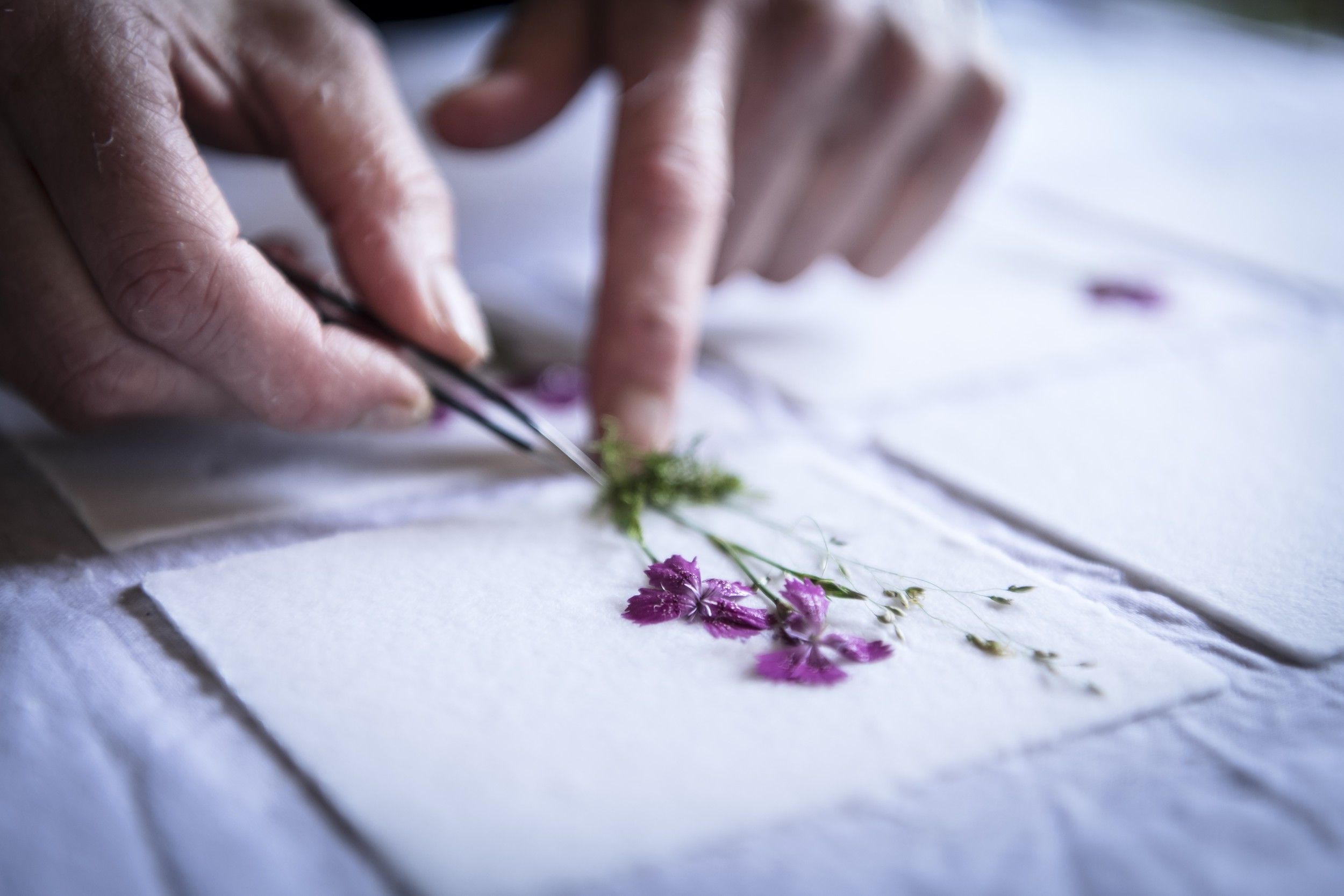 Nahaufnahme von Händen, die mit einer Pinzette Blumen auf Papier platzieren.