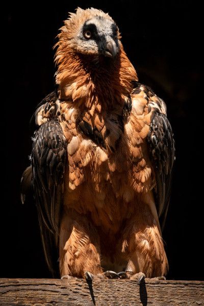 Vier Pfoten