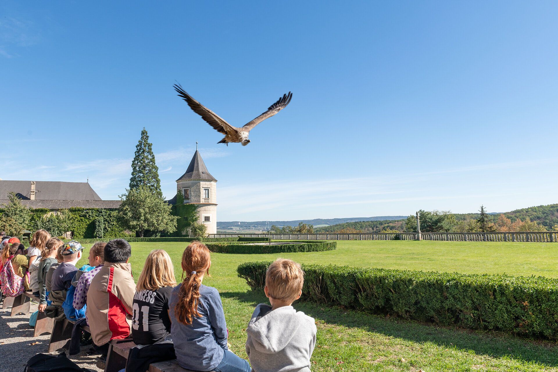 Ein majestätischer Greifvogel schwebt elegant über die Zuschauer, während die Sonne strahlend am blauen Himmel leuchtet. Die Kinder und Erwachsenen sind gebannt von der faszinierenden Flugshow, die die Schönheit der Natur und die Kunst der Falknerei vereint. Umgeben von der malerischen Kulisse der Rosenburg wird dieser Moment zu einem unvergesslichen Erlebnis.
