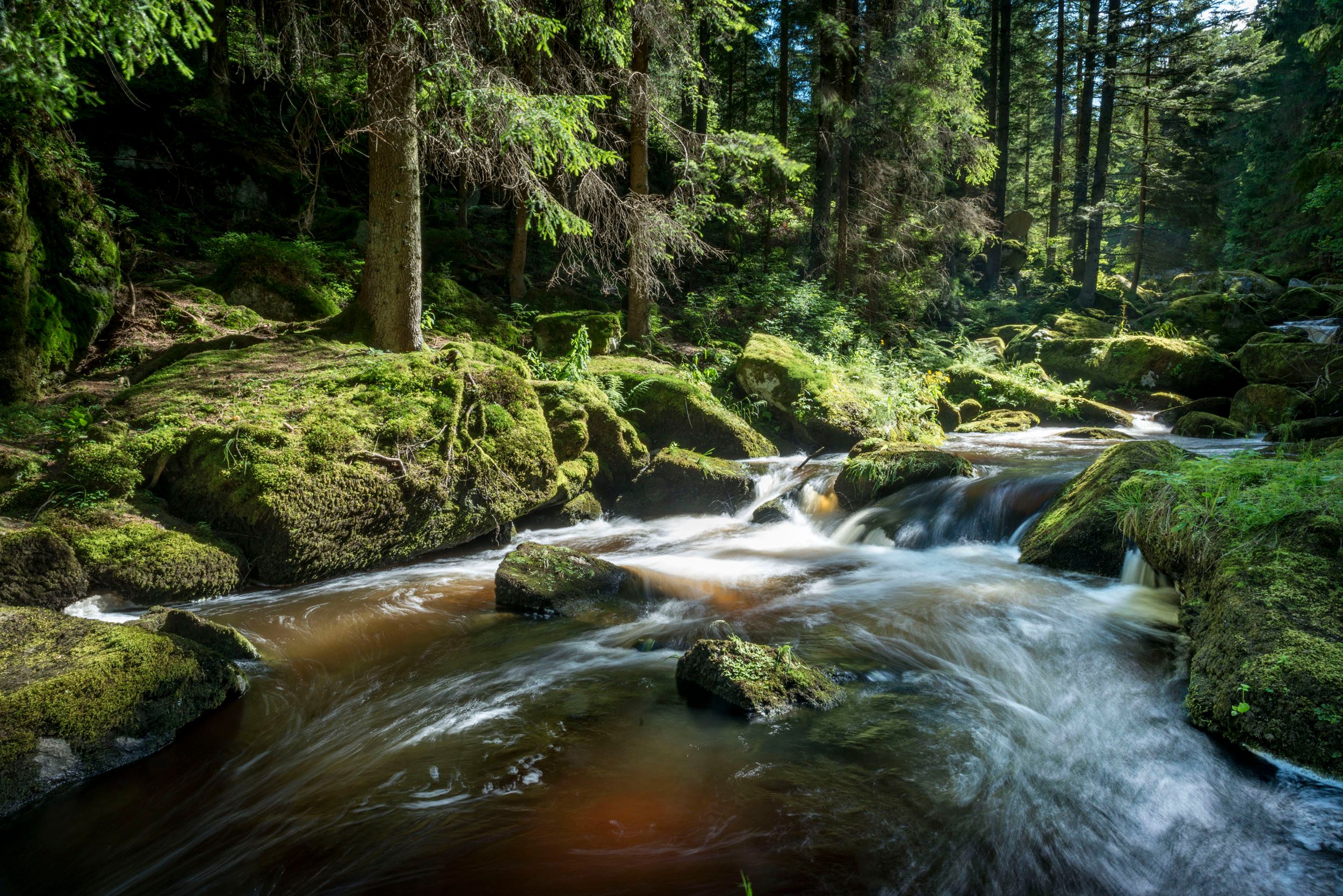 Ein klarer Bach fließt durch einen moosbedeckten Wald mit Sonnenlicht, das durch die Bäume scheint.