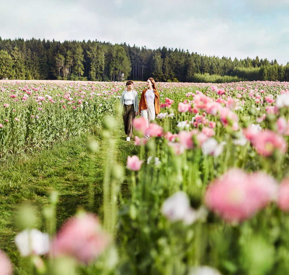 Inmitten eines blühenden Mohnfeldes schlendern zwei Freunde entspannt durch die sanften Hügel. Die leuchtenden roten Blüten tanzen im Wind und schaffen eine malerische Kulisse, die zum Verweilen einlädt. Hier, wo die Natur in voller Pracht erblüht, wird der Sommer zu einem unvergesslichen Erlebnis.