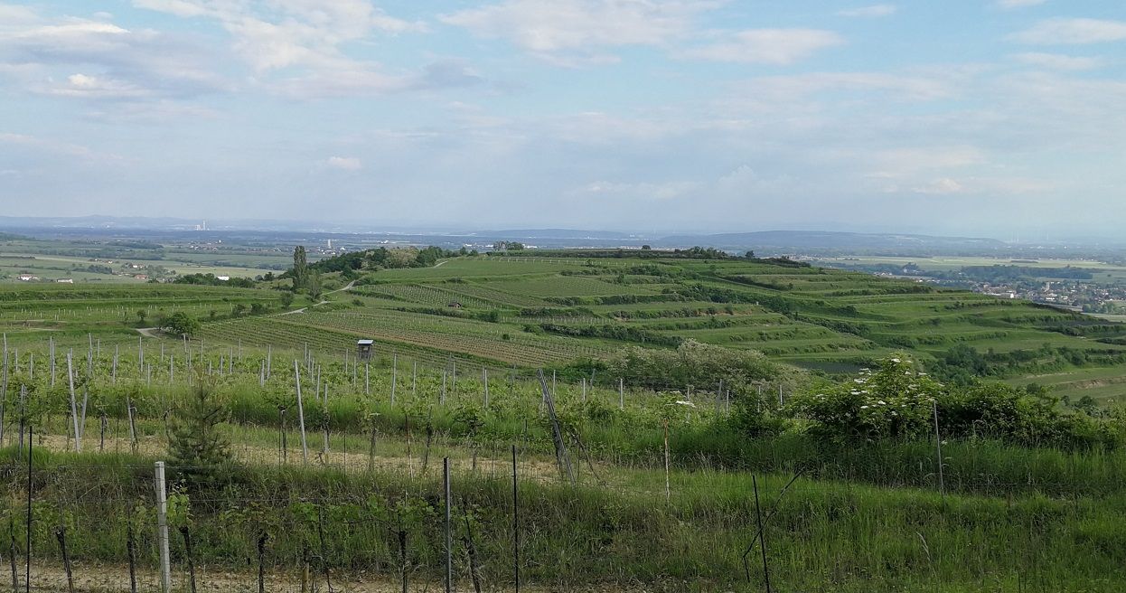 Weinberge auf dem Gaisberg mit weitem Blick über die Landschaft.