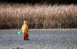 Ein kleiner Abenteurer in leuchtend gelber Regenkleidung erkundet die Ufer des Bruneiteichs. Mit einem Netz in der Hand und umgeben von hohen Schilfrohren, strahlt die Szenerie eine fröhliche und unbeschwerte Atmosphäre aus. Der Duft der Natur und das sanfte Plätschern des Wassers laden dazu ein, die Schönheit des Moments zu genießen.