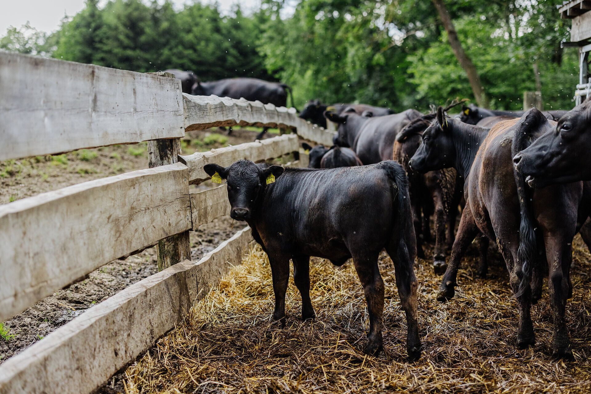 Inmitten der sanften Hügel grasen die Rinder friedlich auf der Weide. Die frische, klare Luft und das sanfte Rauschen der Blätter schaffen eine harmonische Atmosphäre, die zum Verweilen einlädt. Hier, wo die Natur im Einklang mit den Tieren steht, erleben Besucher die Idylle des ländlichen Lebens.