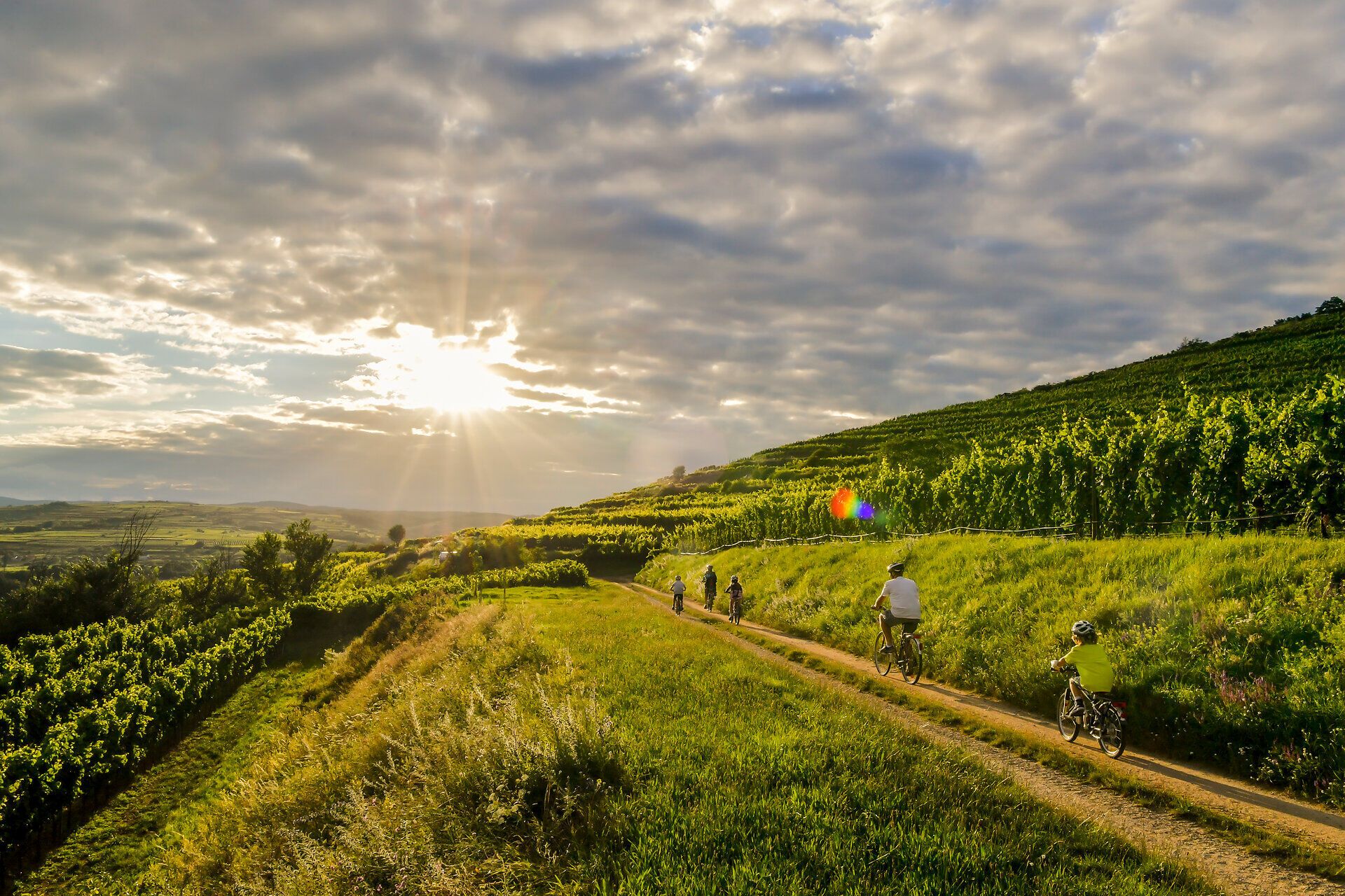 Die sanften Hügel des Waldviertels laden zu einer erfrischenden Radtour ein, während die goldene Abendsonne die Weinreben in warmes Licht taucht. Radfahrer genießen die malerische Landschaft und die frische Luft, die den Duft von blühenden Wildblumen und reifen Trauben mit sich bringt.