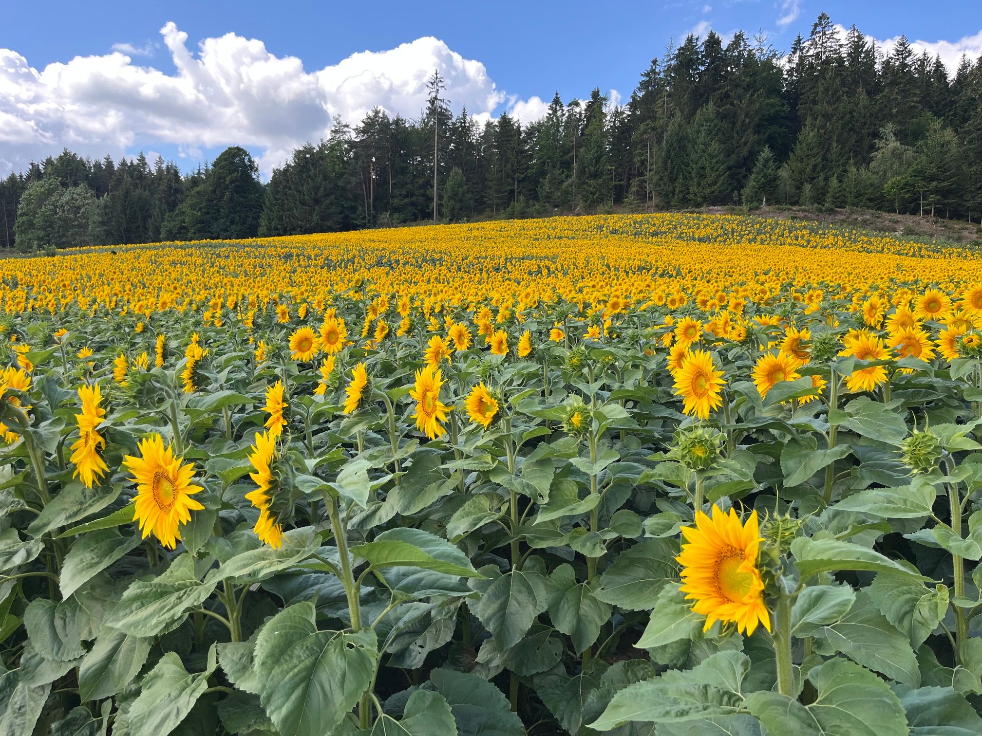 Sommer,Sonne,Sonnenblumen Blüte im Waldviertel