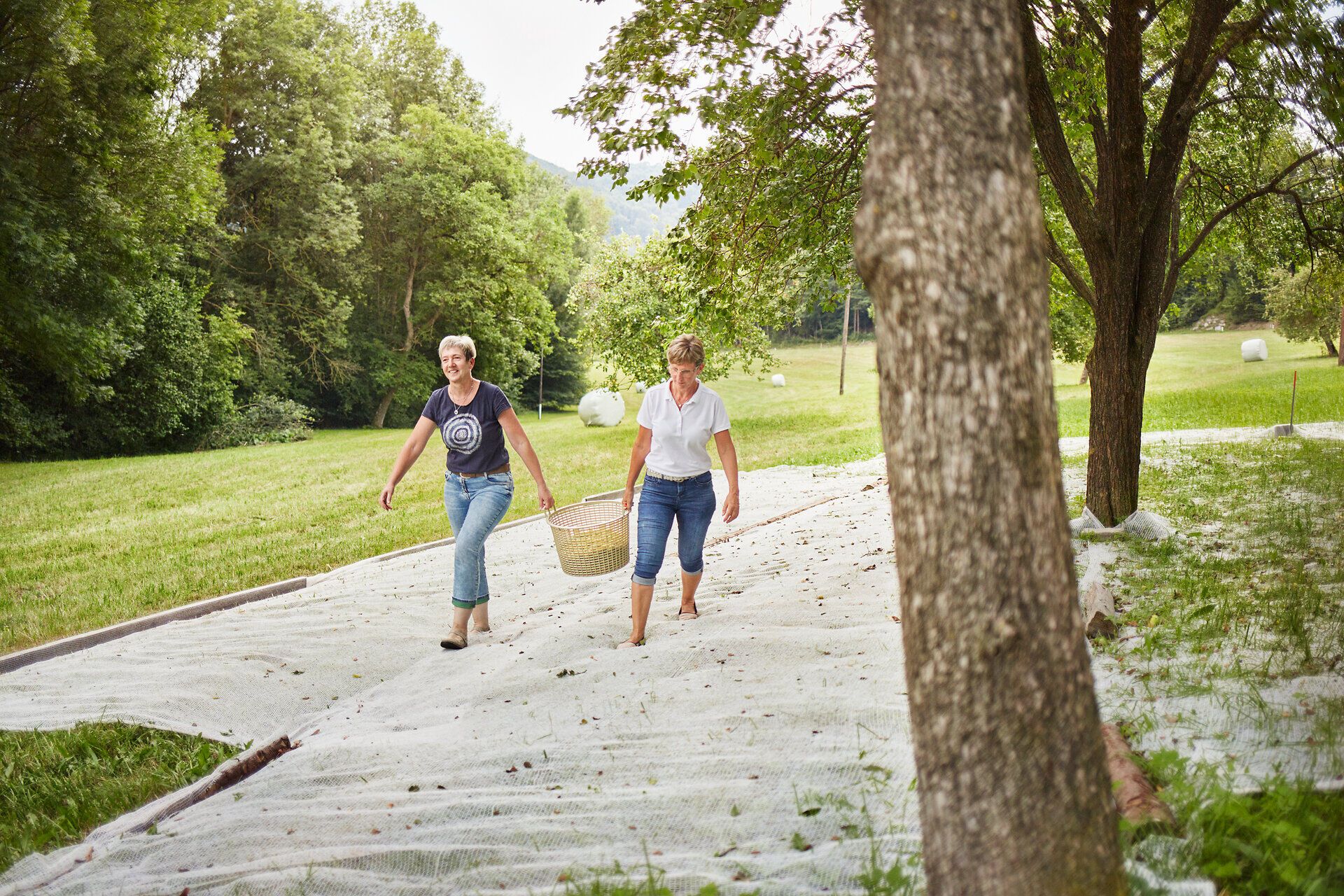 Zwei Frauen genießen die frische Luft und die Schönheit der Natur, während sie mit einem Korb durch die sanften Hügel wandern. Umgeben von üppigem Grün und dem Duft reifer Früchte, spüren sie die Freude der Erntezeit. Diese friedliche Szene lädt dazu ein, die ländliche Idylle und die köstlichen Früchte der Region zu entdecken.