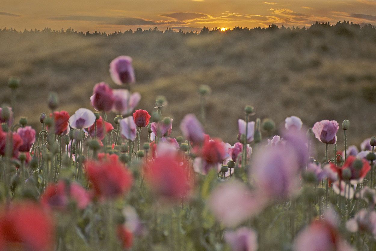 Ein Mohnfeld bei Sonnenuntergang mit roten und rosa Blüten im Vordergrund.