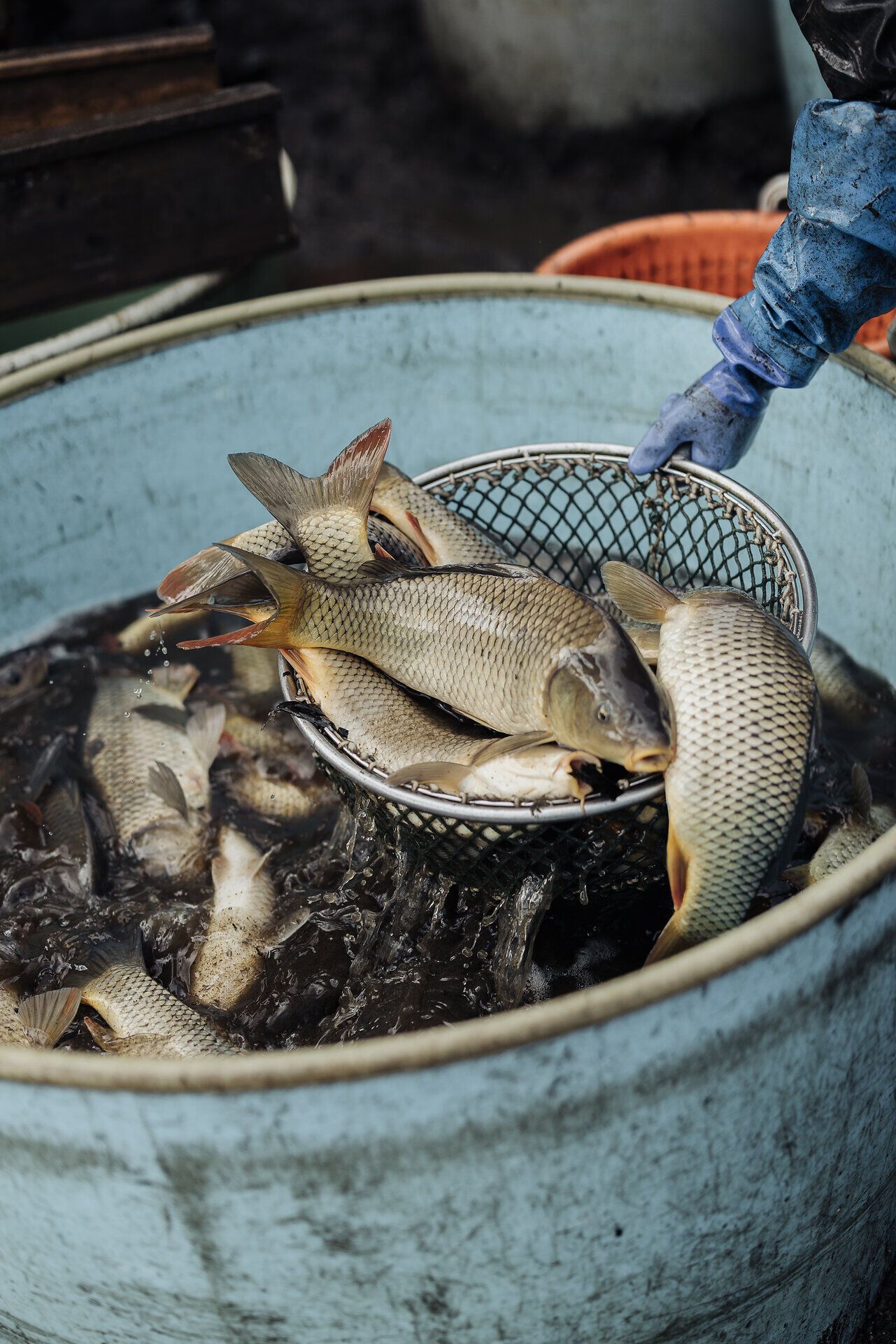 Die frische Luft am Wasser und das sanfte Plätschern der Fische schaffen eine einladende Atmosphäre. Hier werden die Karpfen sorgfältig aus dem Wasser geholt, bereit für die kulinarischen Köstlichkeiten, die die Region zu bieten hat. Ein Erlebnis, das die Sinne verzaubert und die Verbundenheit zur Natur spürbar macht.