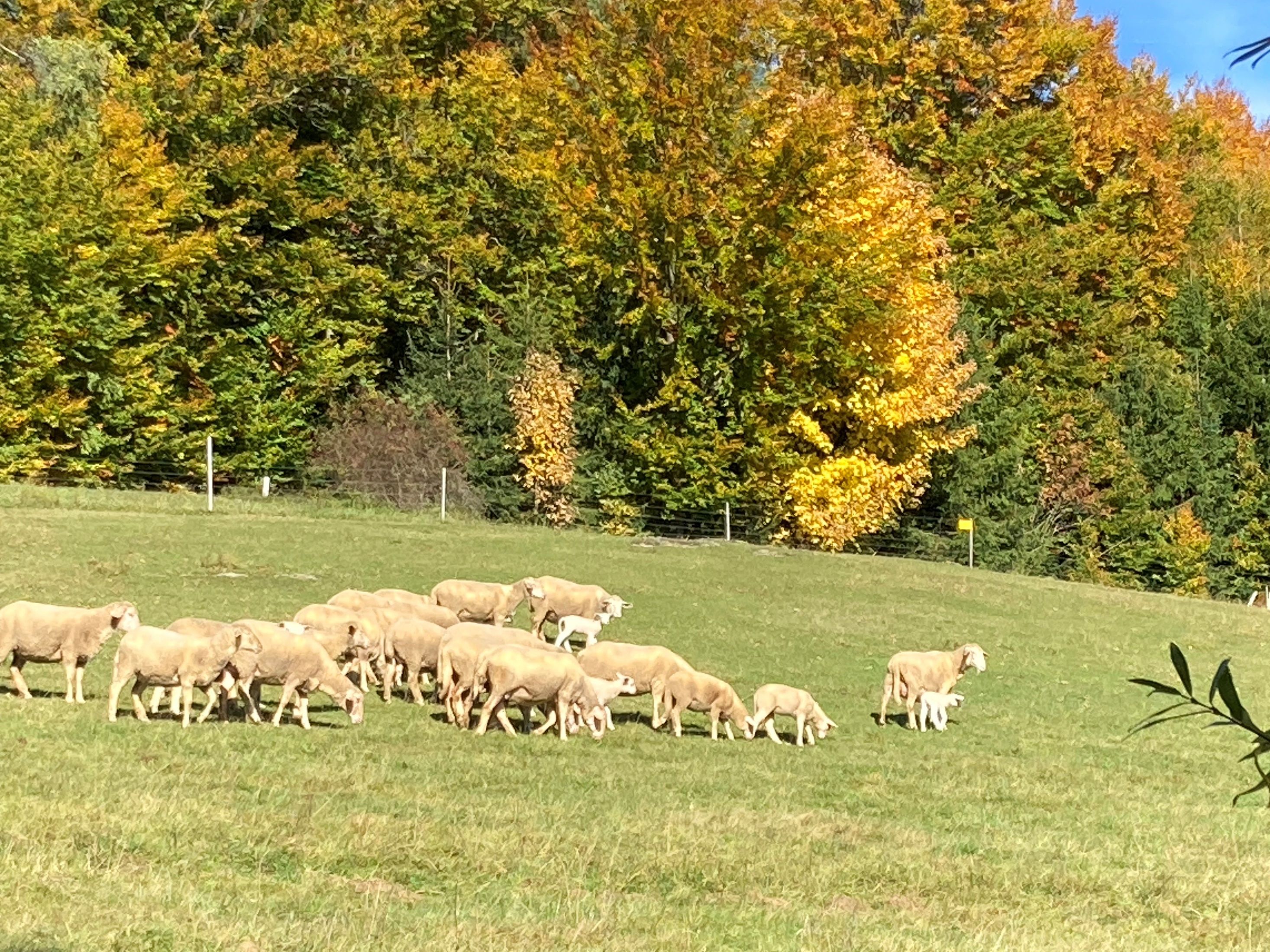 Eine Herde Schafe grast auf einer Wiese vor einem herbstlich gefärbten Wald.