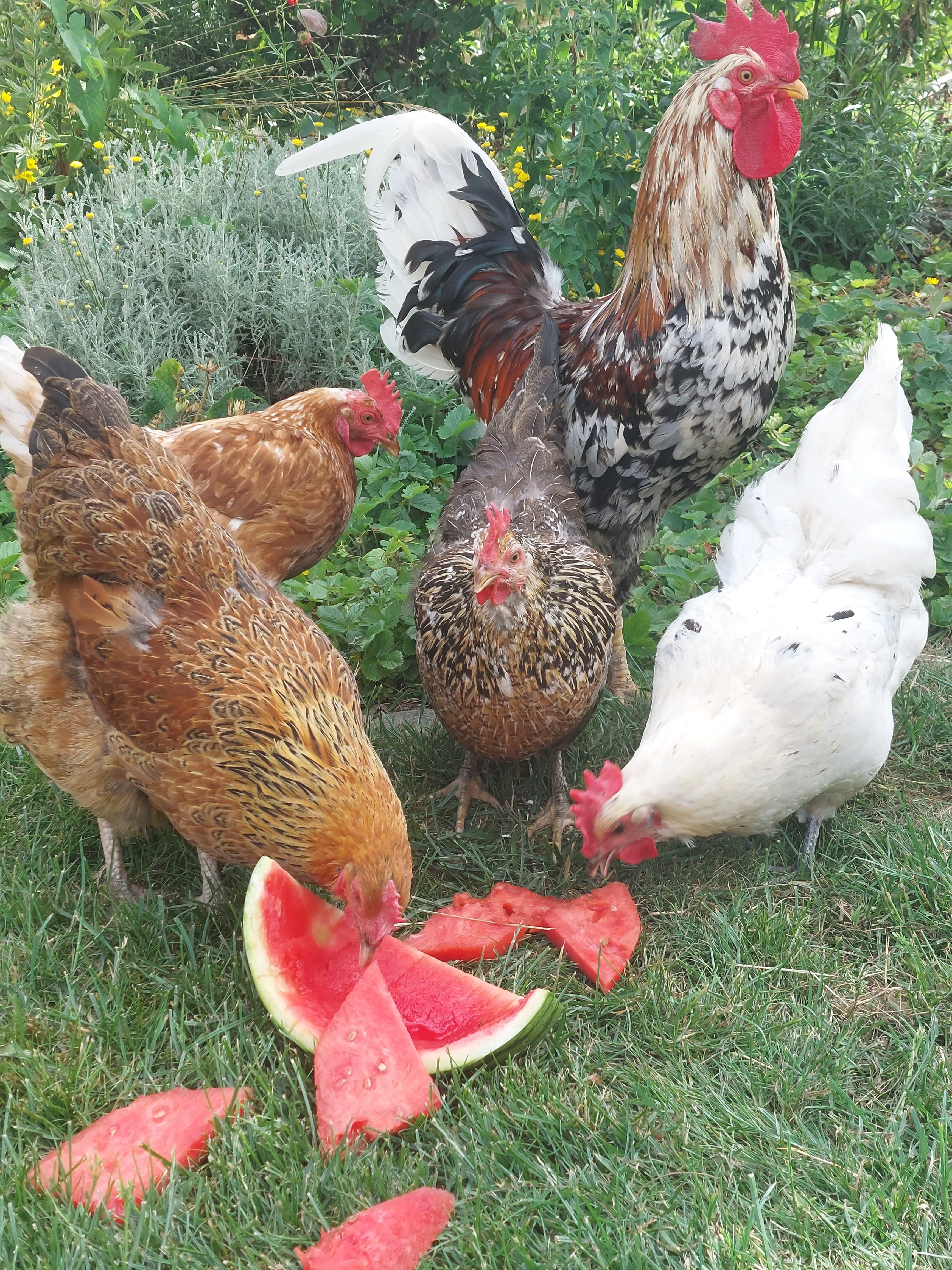 Bunte Hühnertruppe