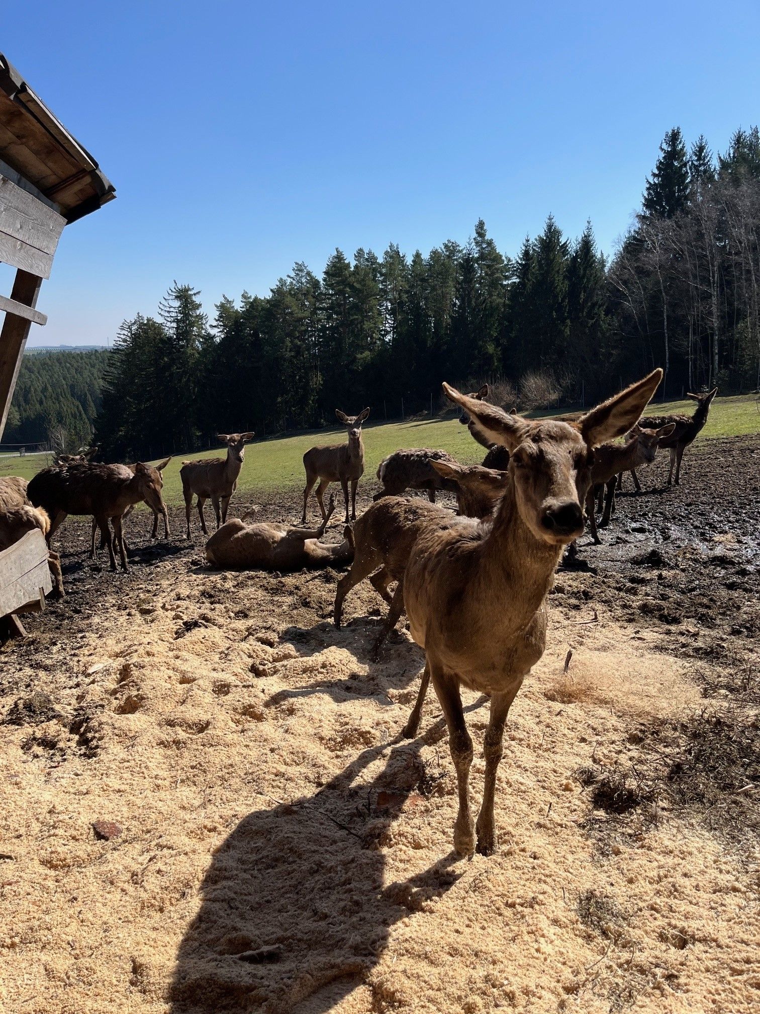 Eine Gruppe von Hirschen steht auf einem Bauernhof vor einem Wald.