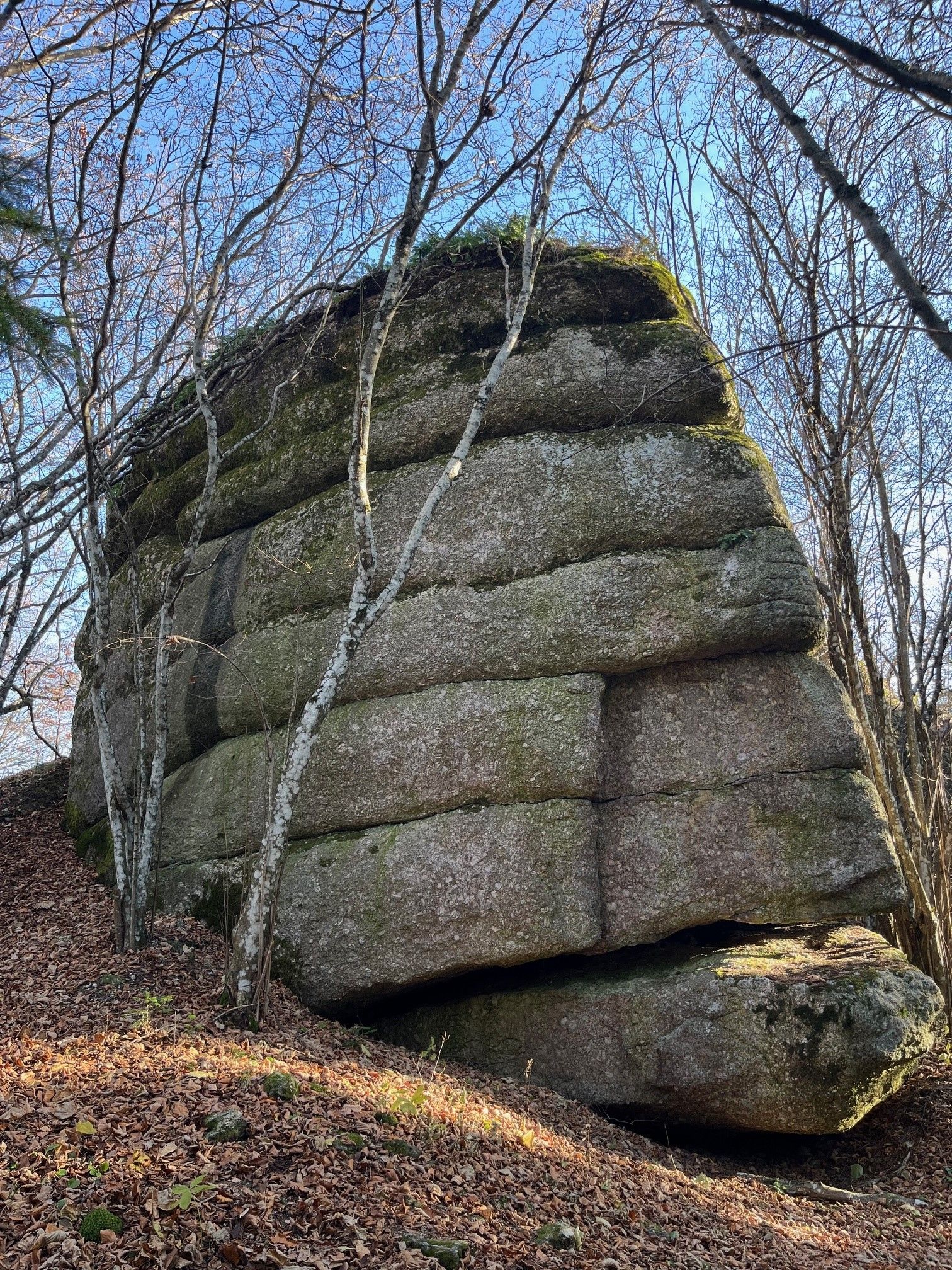 Ein großer, moosbedeckter Felsen im Wald, umgeben von kahlen Bäumen.