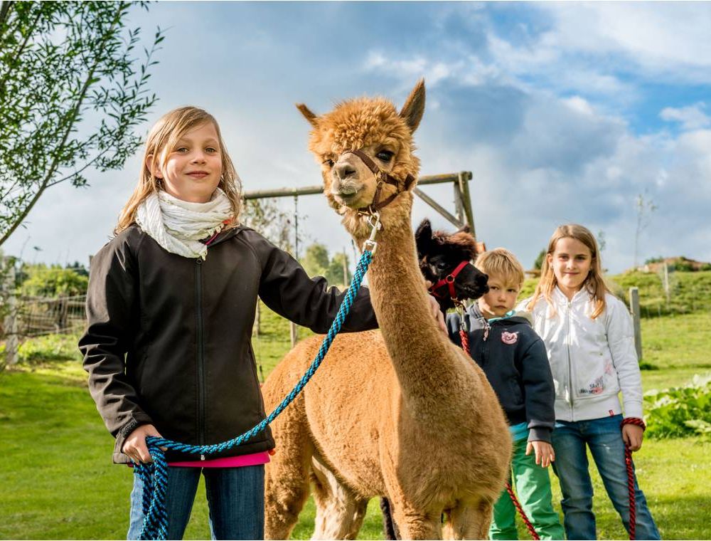 Kinder führen Alpakas auf einer Wiese an Leinen.