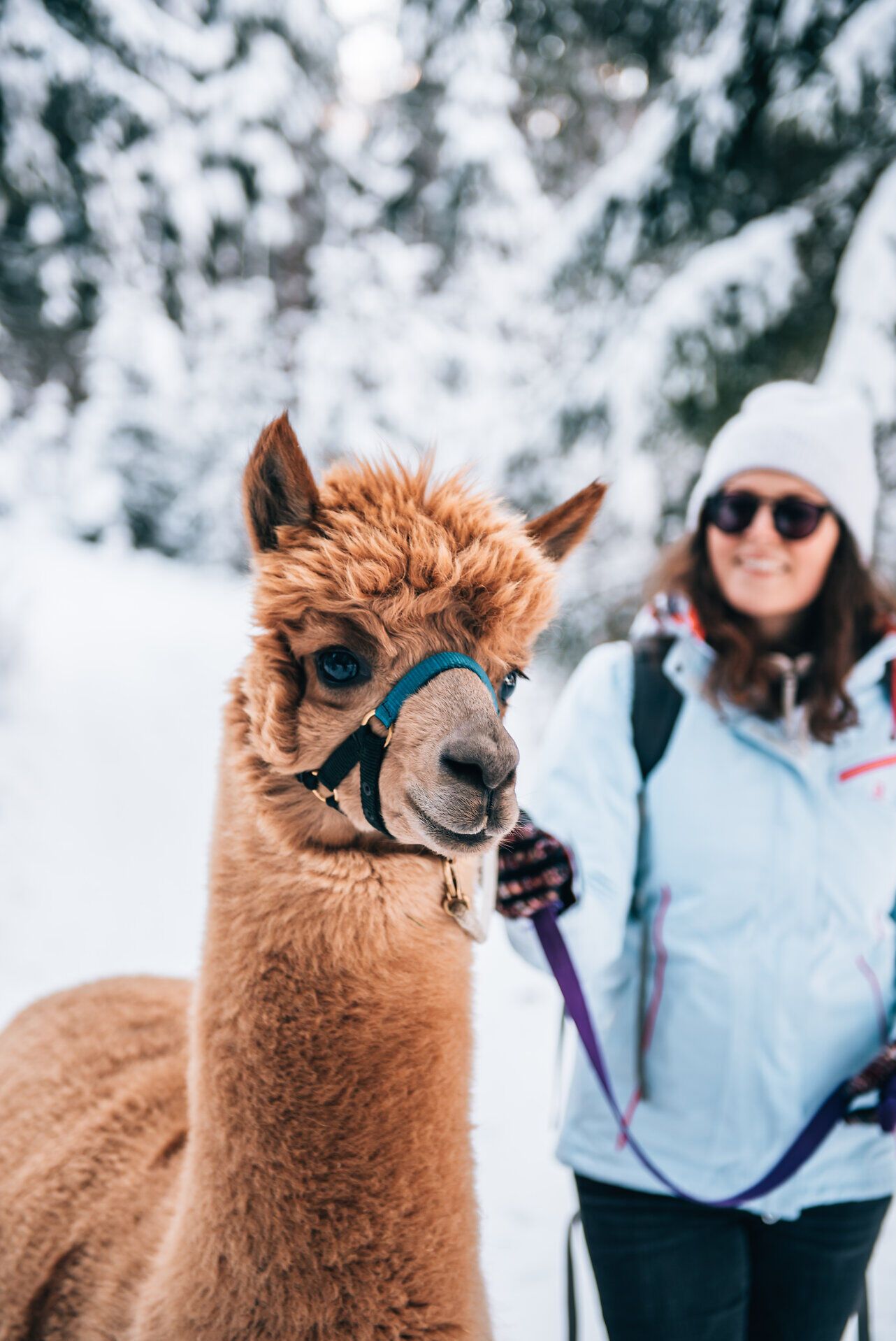 In der winterlichen Landschaft wandert ein sanftmütiges Alpaka, dessen weiches, lockiges Fell in der kalten Luft strahlt. Die verschneiten Bäume im Hintergrund schaffen eine malerische Kulisse, während die frische Bergluft die Sinne belebt. Diese friedliche Begegnung mit der Natur lädt dazu ein, die Schönheit des Winters in vollen Zügen zu genießen.
