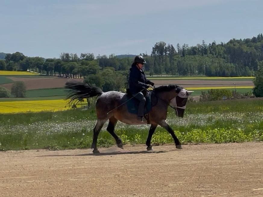Eine Person reitet auf einem Pferd über einen Feldweg, umgeben von grünen Feldern und Bäumen im Hintergrund.