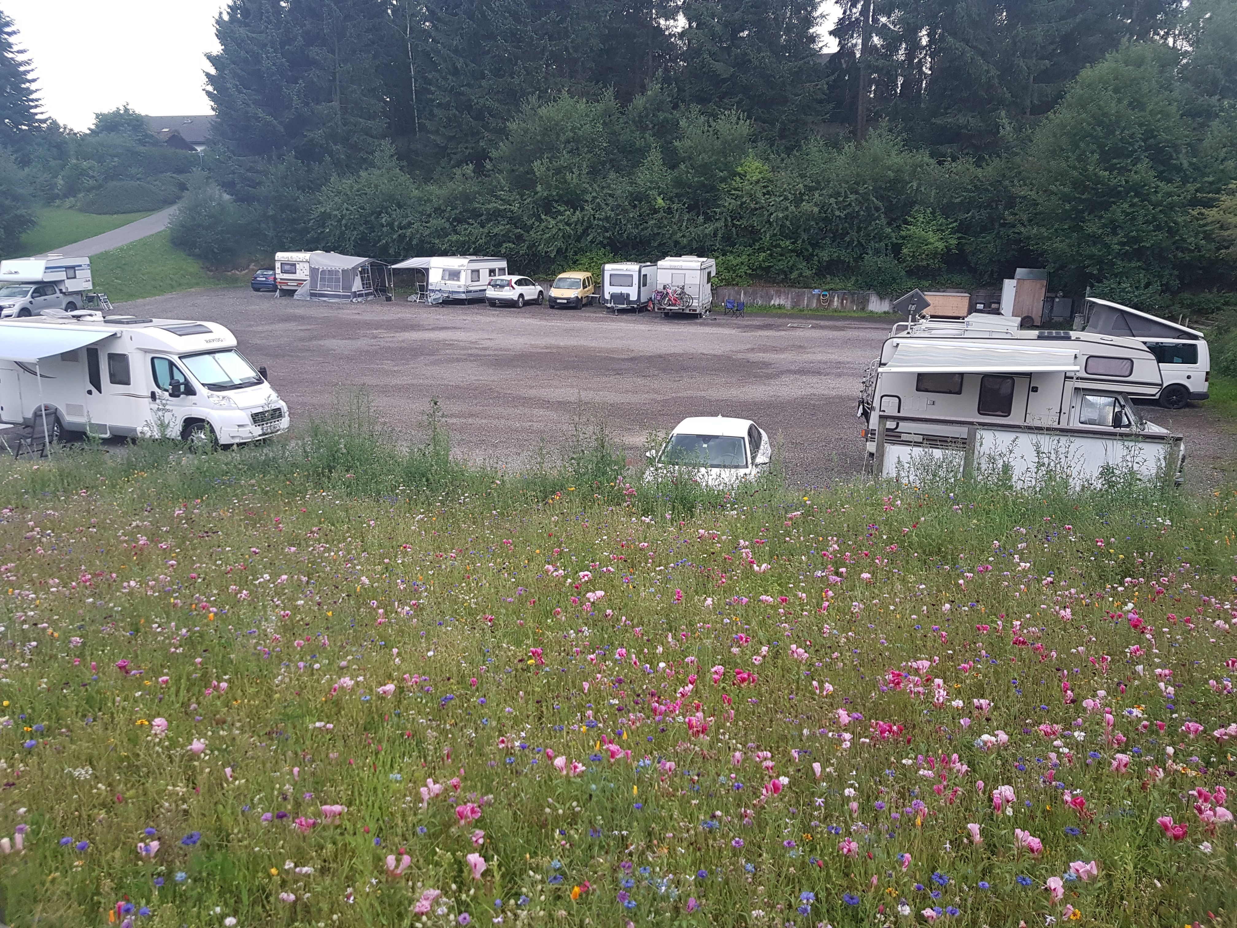 Stellplatz Ganser mit mehreren Wohnmobilen und Caravans auf einem Schotterplatz, davor eine blühende Wiese und im Hintergrund dichter Wald.