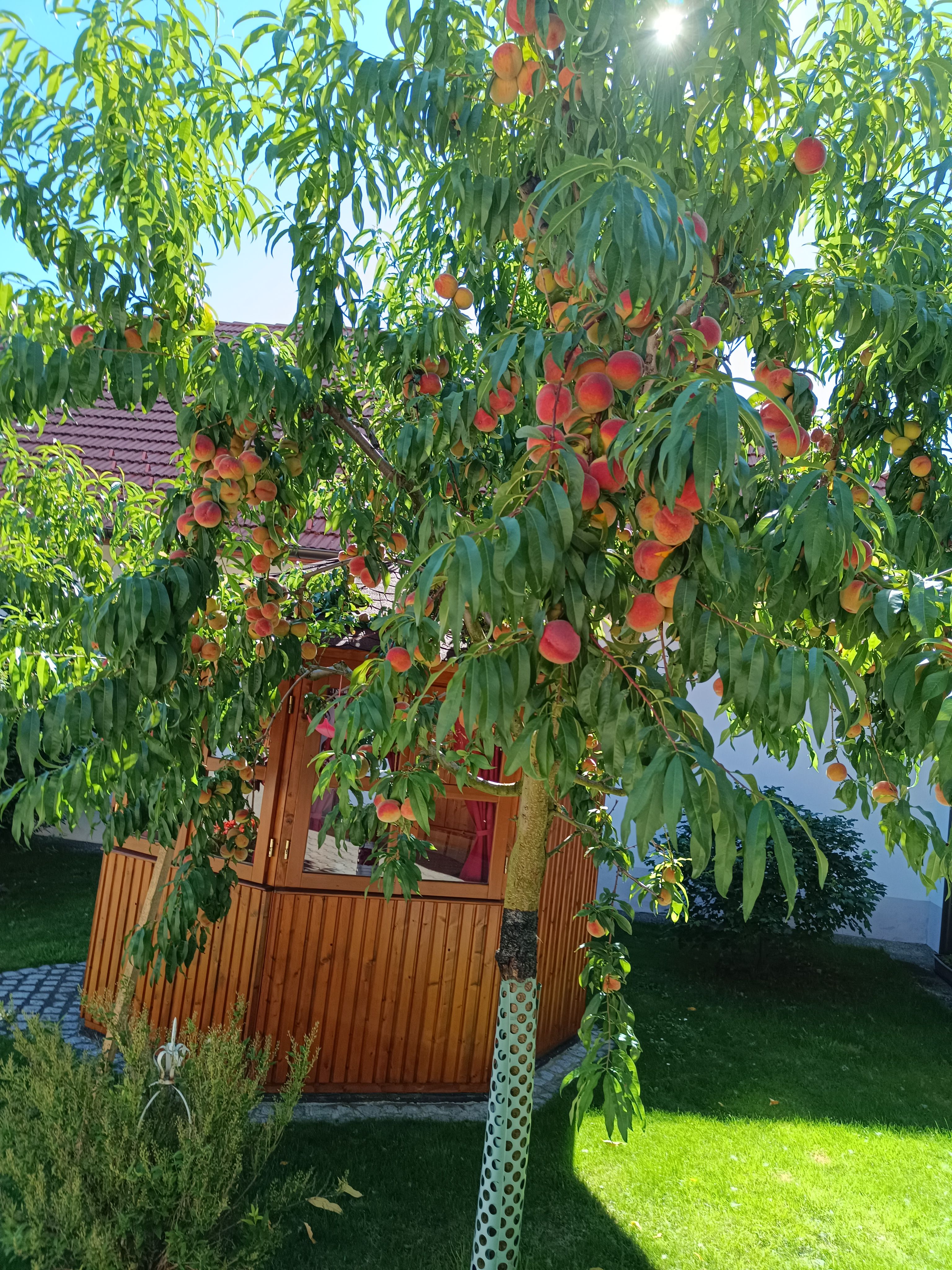 Ein Pfirsichbaum voller Früchte steht in einem sonnigen Innenhof vor einem kleinen Holzpavillon.