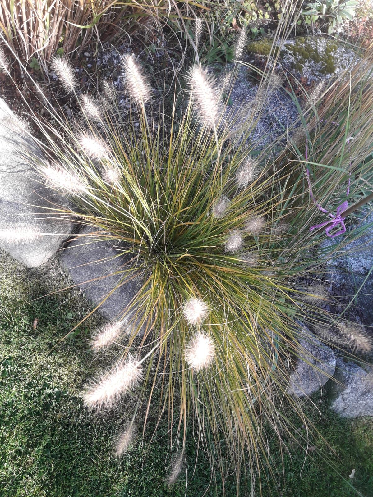 Ziergras mit flauschigen Ähren in einem Garten.