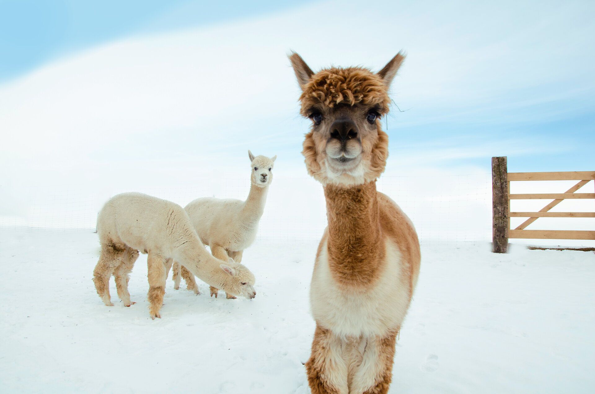 In der winterlichen Landschaft tummeln sich die sanften Alpakas, deren wuschelige Felle im Schnee leuchten. Die ruhige Atmosphäre und die frische, klare Luft laden dazu ein, die Seele baumeln zu lassen und die Schönheit der Natur zu genießen.
