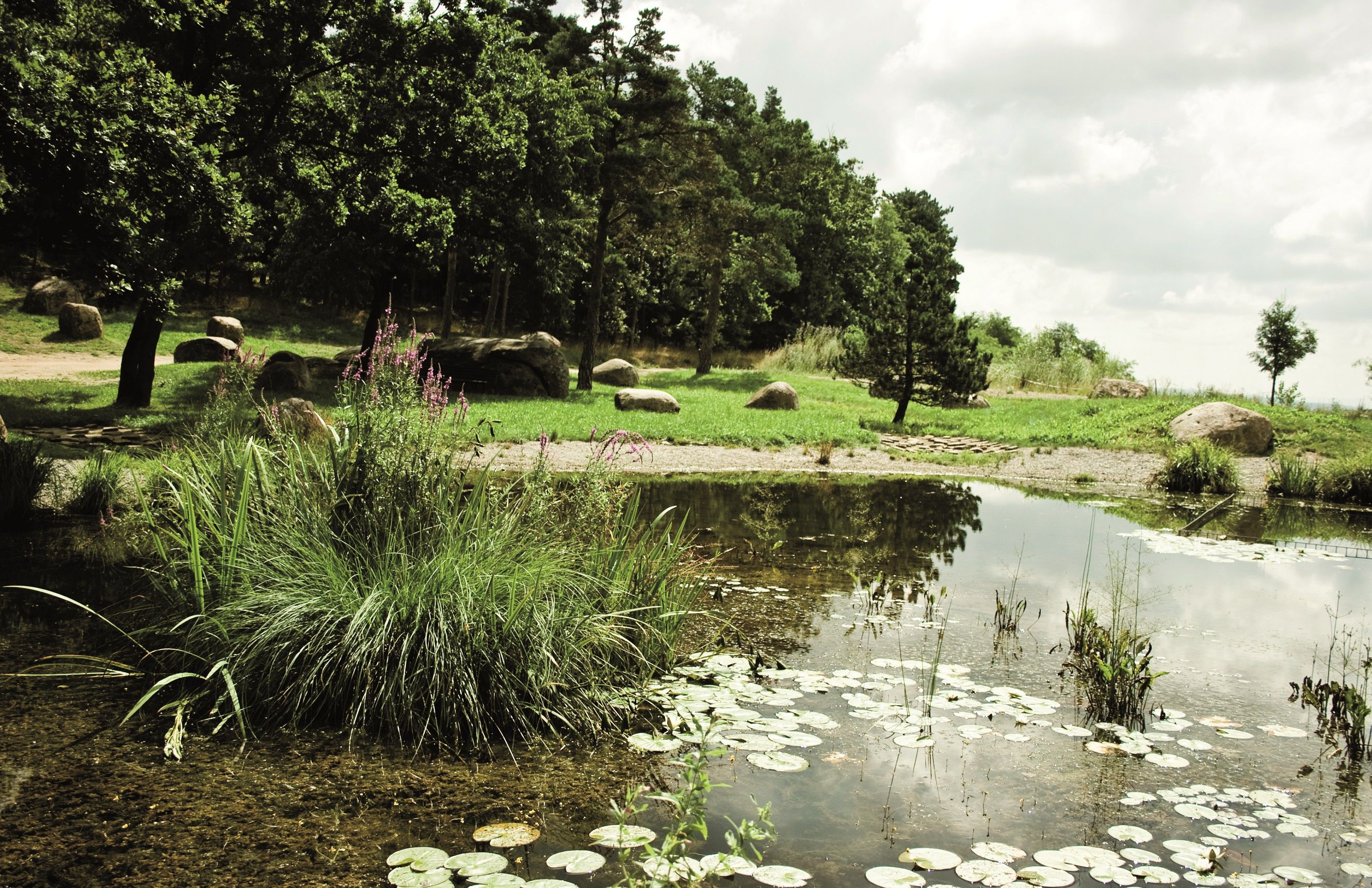 Ein Teich mit Seerosen, umgeben von Bäumen und Gras, unter einem bewölkten Himmel.