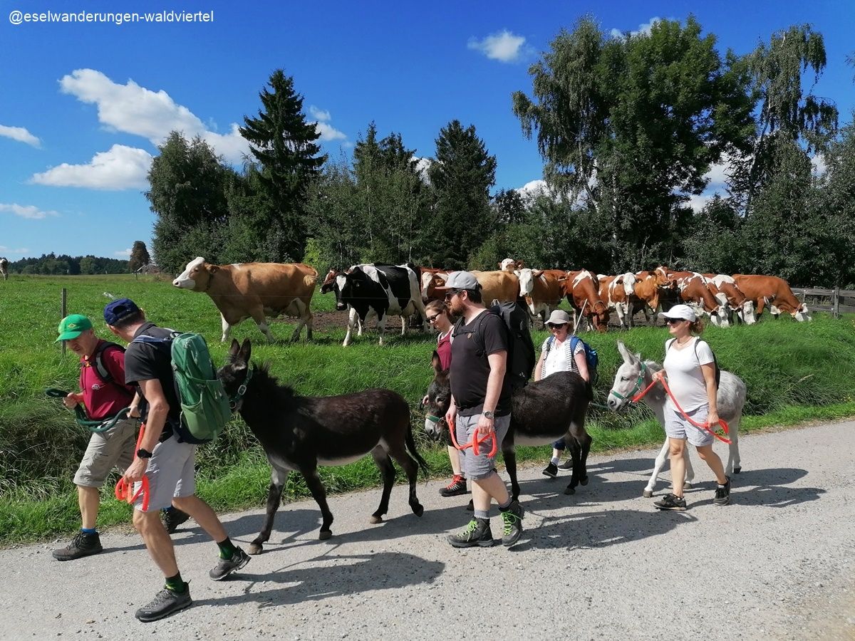 Eselwandern