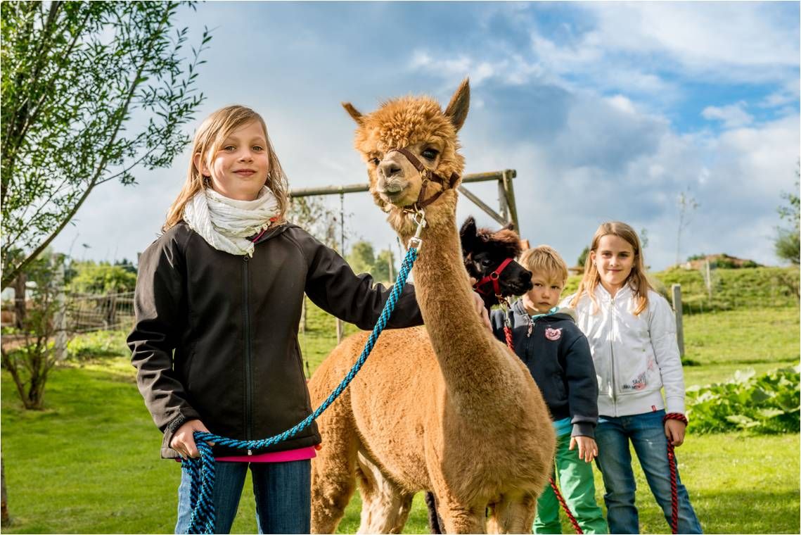 Kinder führen Alpakas auf einer Wiese an Leinen.