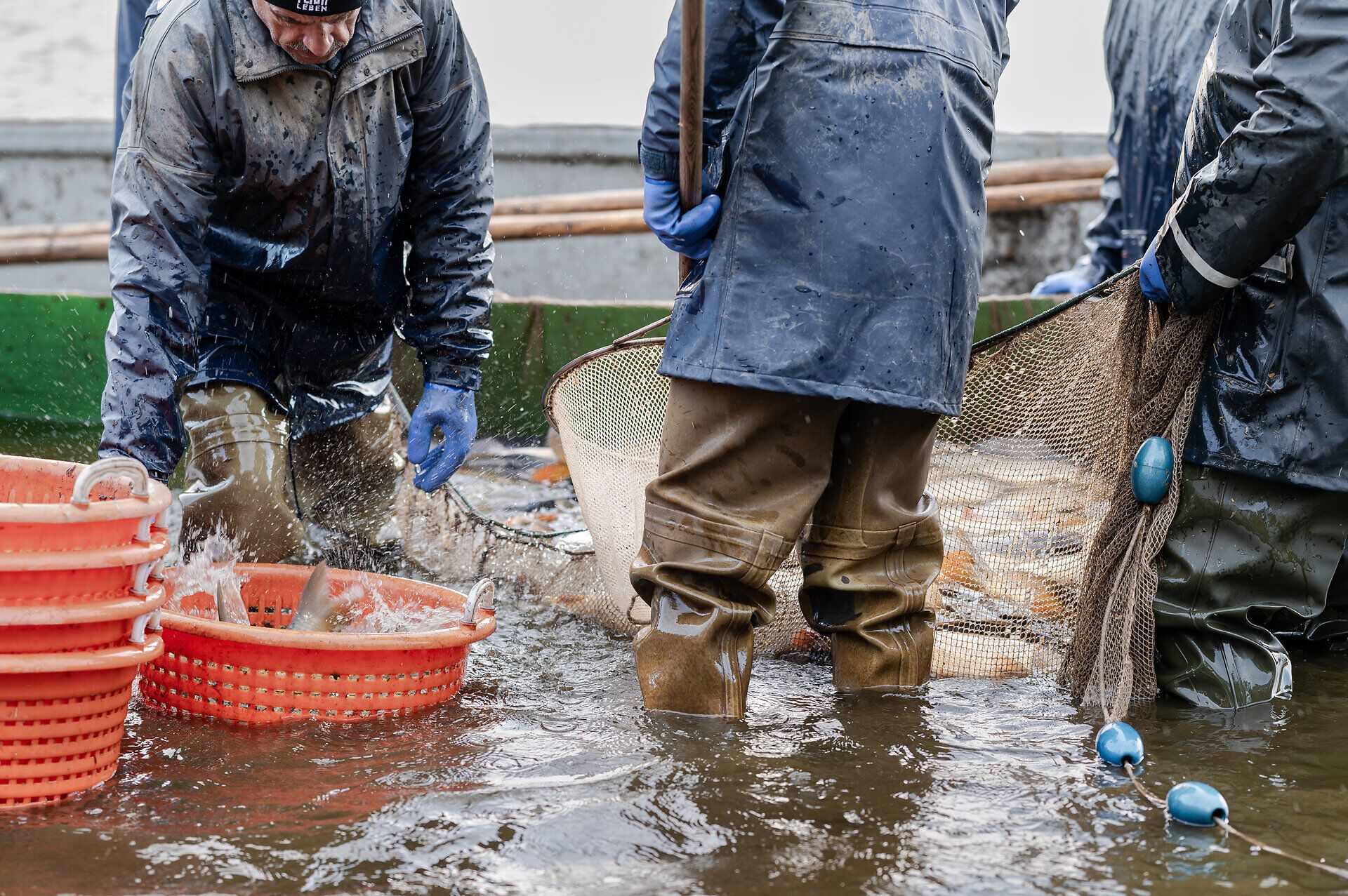 Am Bruneiteich herrscht reges Treiben, während die Fischer mit geschickten Händen die Karpfen aus dem Wasser ziehen. Die frische Luft und das Plätschern des Wassers schaffen eine einladende Atmosphäre, die die Besucher in ihren Bann zieht.