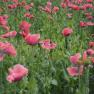 Poppy field, &copy; Jutta`s Ferientraum, G&uuml;nter Prohaska