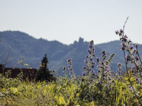 Inmitten der sanften H&uuml;gel bl&uuml;hen violette Wiesenblumen und verleihen der Landschaft einen Hauch von Magie. Die klare Luft und die majest&auml;tischen Berge im Hintergrund laden zu unvergesslichen Wanderungen ein. Hier, wo die Natur in voller Pracht erstrahlt, findet jeder Besucher sein pers&ouml;nliches Paradies.