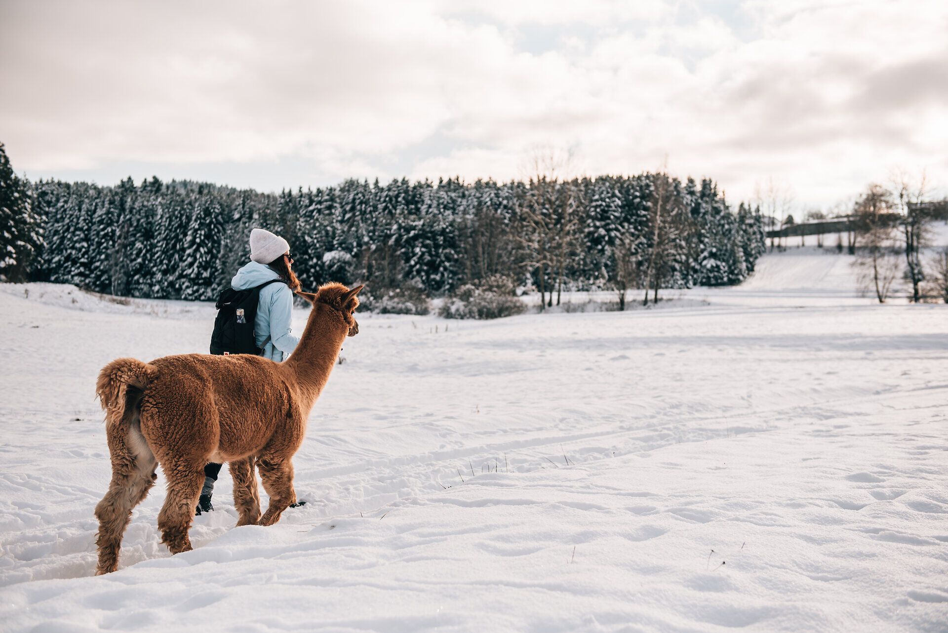 In der winterlichen Landschaft wandert eine Person mit einem sanften Alpaka an ihrer Seite durch den glitzernden Schnee. Die verschneiten Bäume im Hintergrund schaffen eine friedliche Atmosphäre, während die frische, kalte Luft die Sinne belebt. Diese harmonische Verbindung zwischen Mensch und Tier lädt zu einem unvergesslichen Erlebnis in der Natur ein.