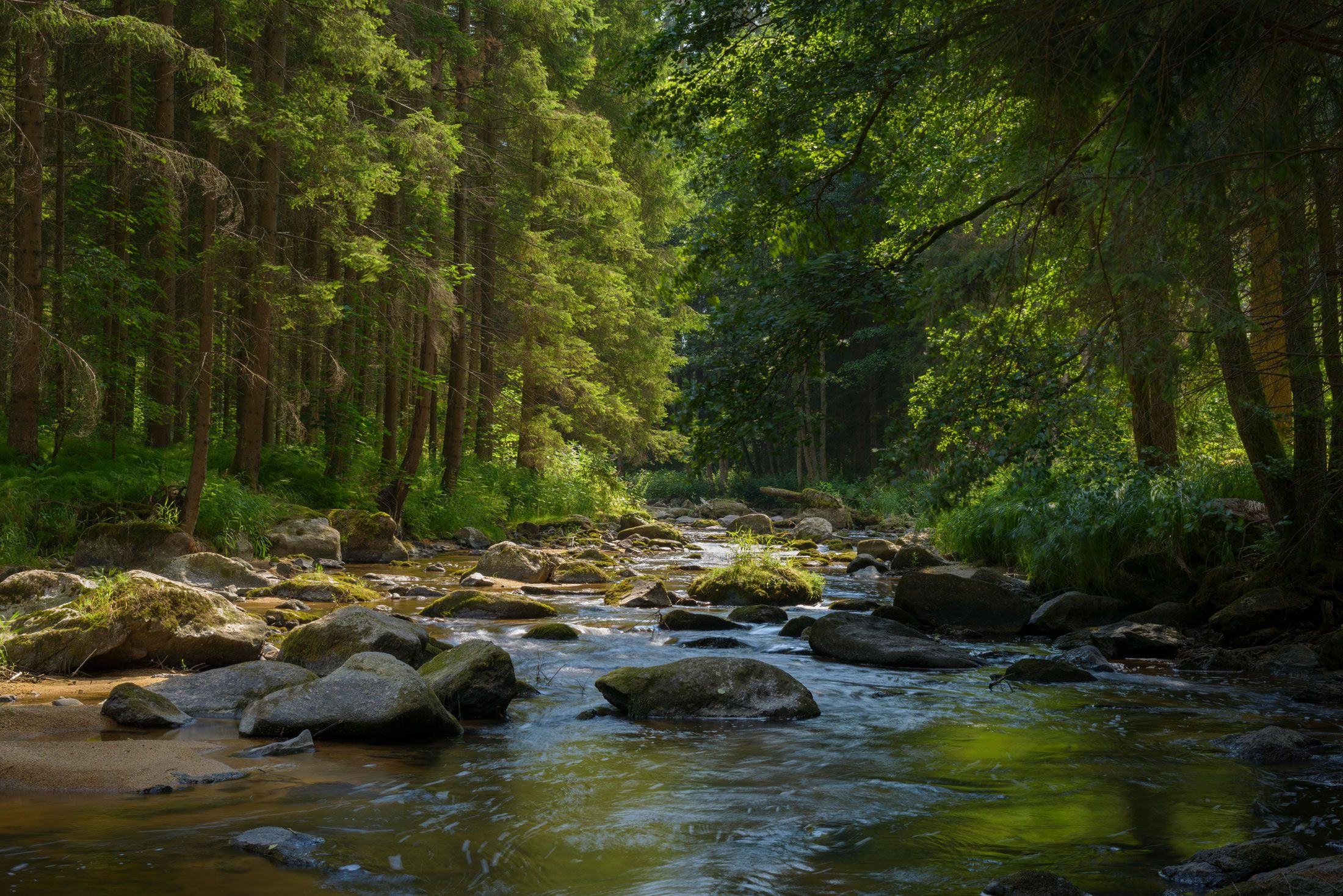 Ein ruhiger Fluss fließt durch einen dichten, grünen Wald mit Sonnenlicht, das durch die Bäume scheint.