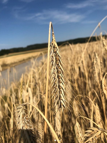 Nahaufnahme von reifem Roggenfeld unter blauem Himmel.