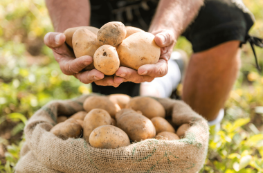 Potatoes from the Waldviertel, © anjelagr - Fotolia.com