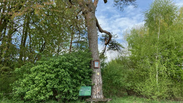 Giant pine tree near Weitersfeld, &copy; Weinstra&szlig;e Weinviertel