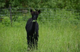 Tamina, © Crooked Creek Ranch Alpakas-Waldviertel