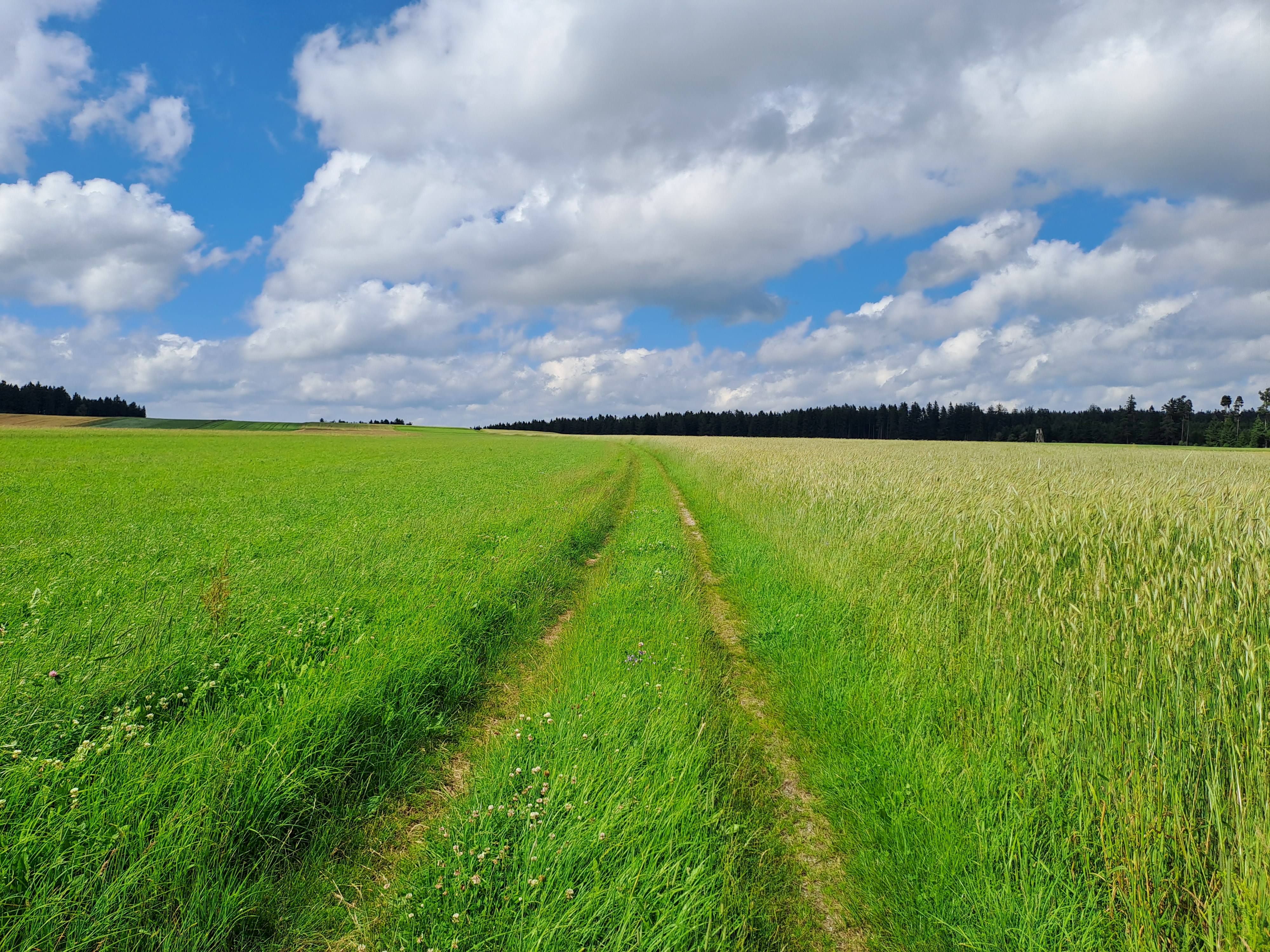 Naturpfad durch grüne Wiesen und Feldern