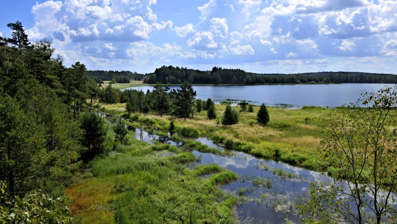 Heidenreichsteinské rašeliniště, © POV