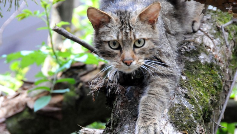 Wildkatze Carlo, © Ch. Übl